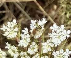 صورة Halictus gemmeus Dours 1872