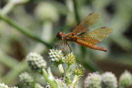 Слика од Perithemis icteroptera (Selys ex Sagra 1857)