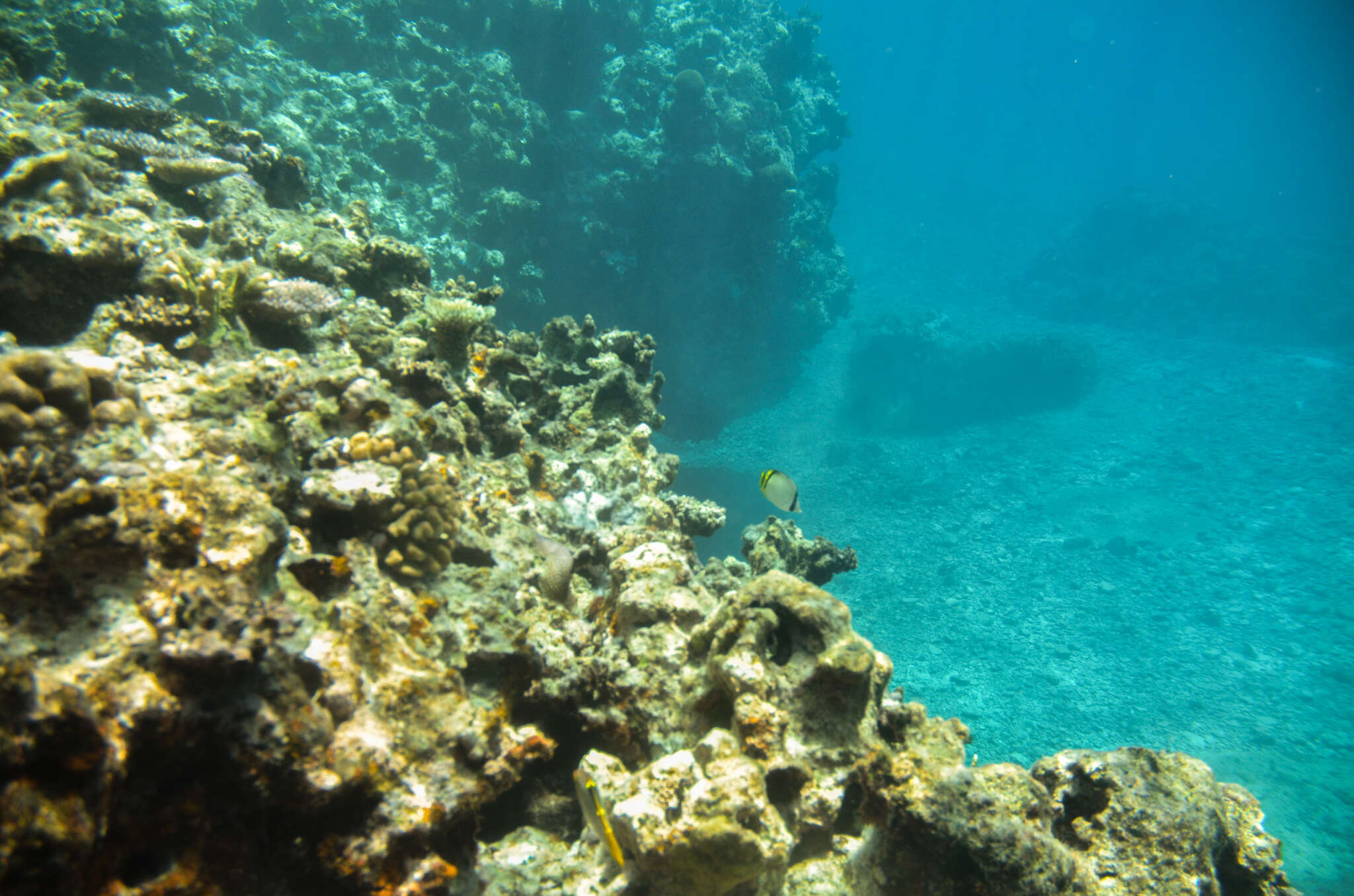 Image of Butterfly fish