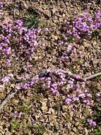 Image of Coast Range linanthus