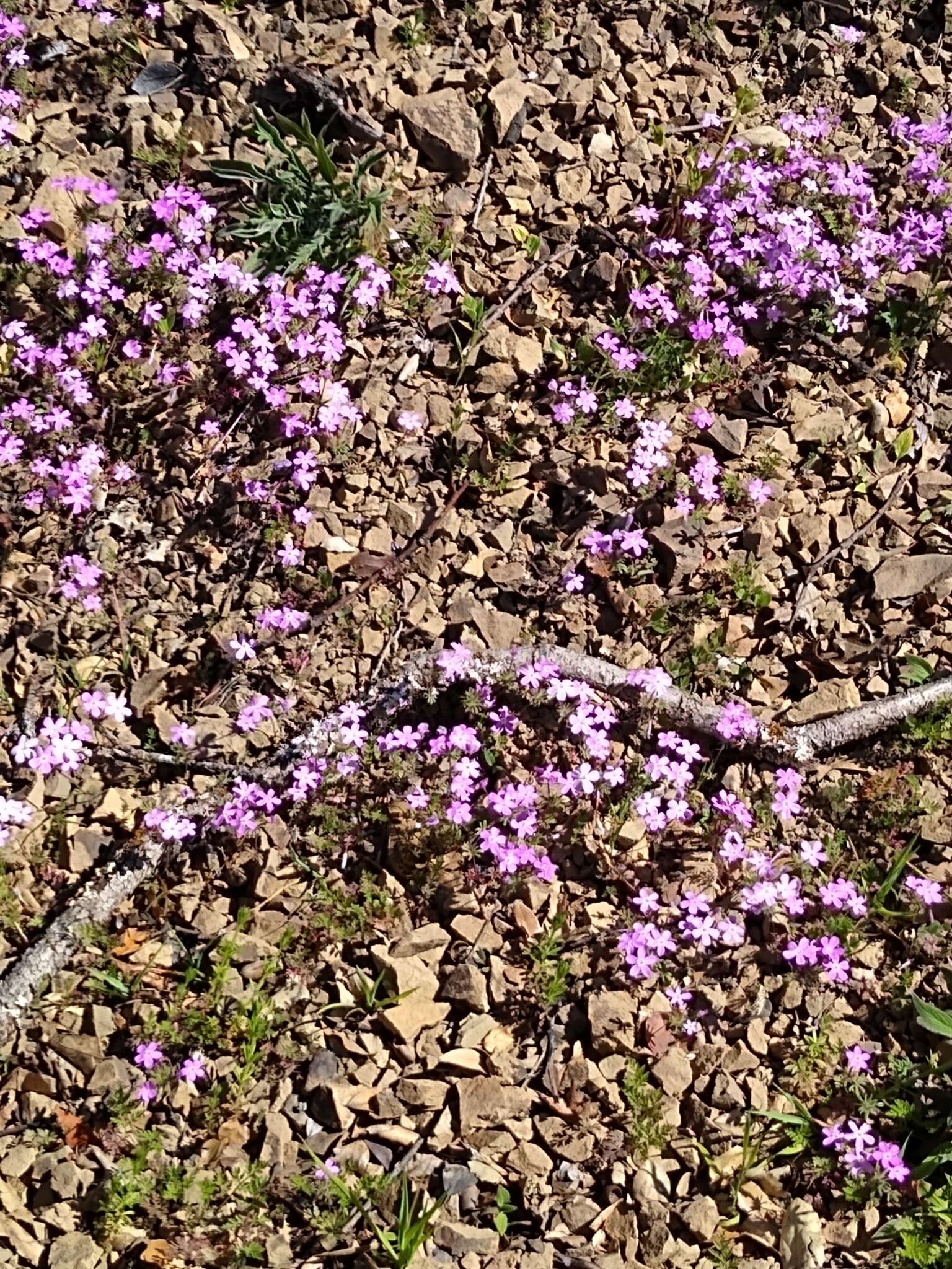 Image of Coast Range linanthus