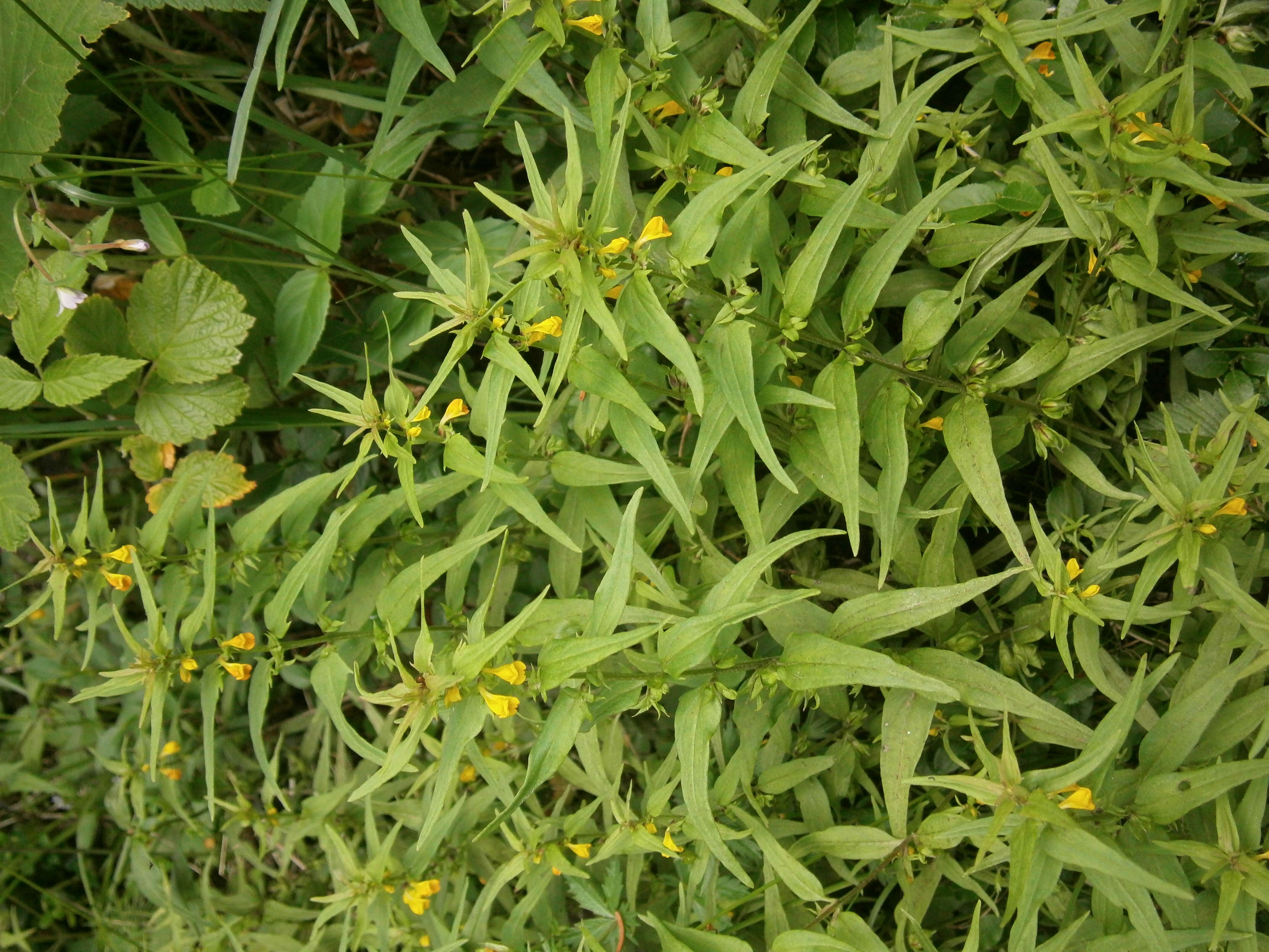 Image of Small cow-wheat