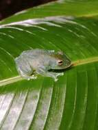 Image of San Jose Cochran Frog