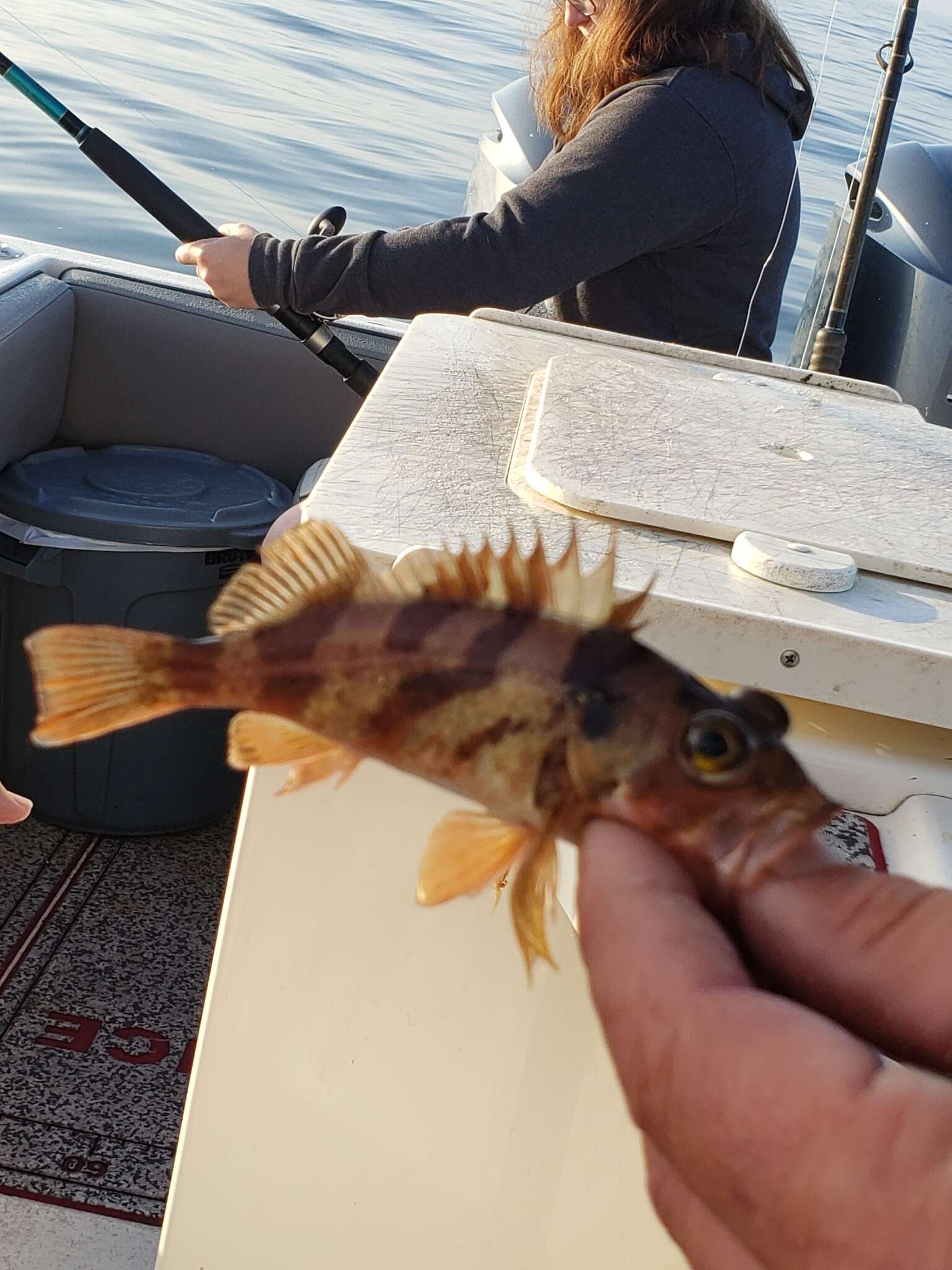 Image of Calico rockfish