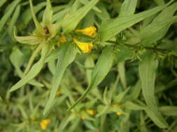 Image of Small cow-wheat