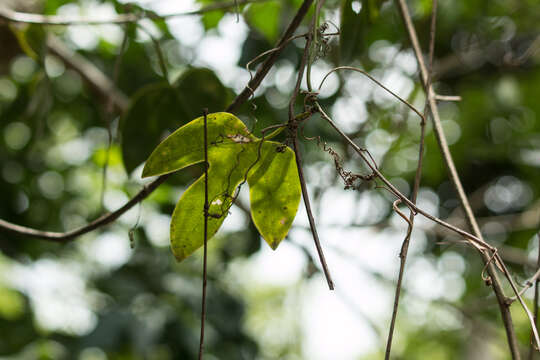 Image of passionflower