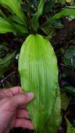 Image of Calanthe sylvatica (Thouars) Lindl.