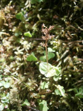 Image of Lesser Twayblade