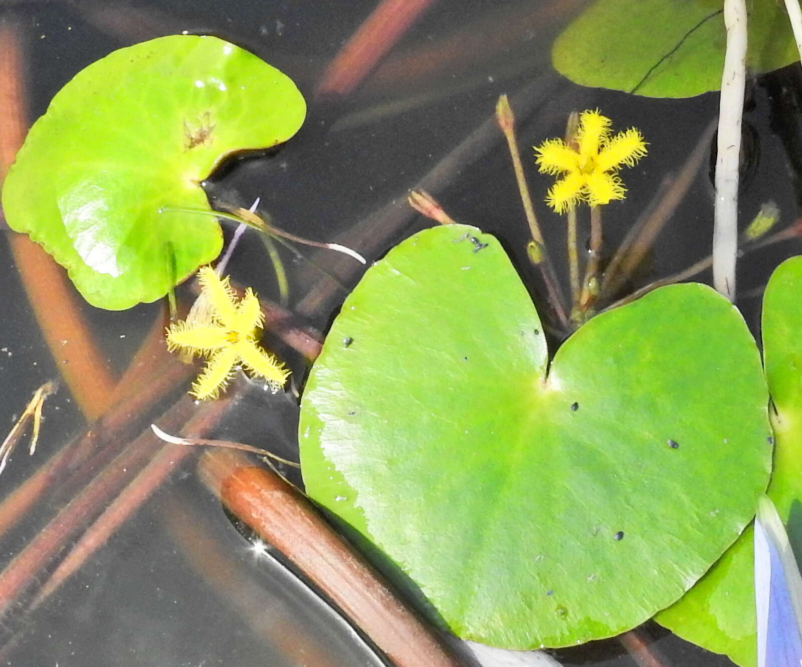 Image of Nymphoides thunbergiana (Griseb.) Kuntze