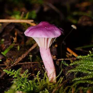 Image of Cantharellus lilacinus Cleland & Cheel 1919