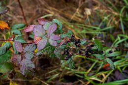 Image of Rubus praecox Bertol.