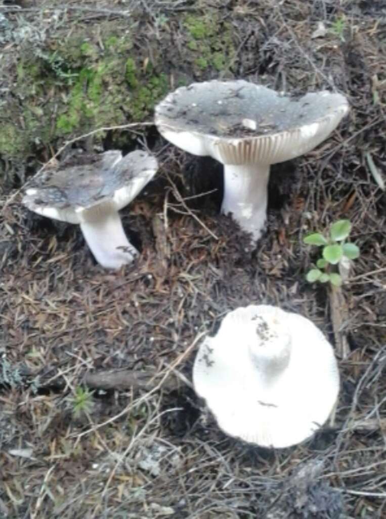 Image of Russula griseoviridis McNabb 1973