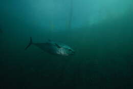 Image of Southern Bluefin Tuna