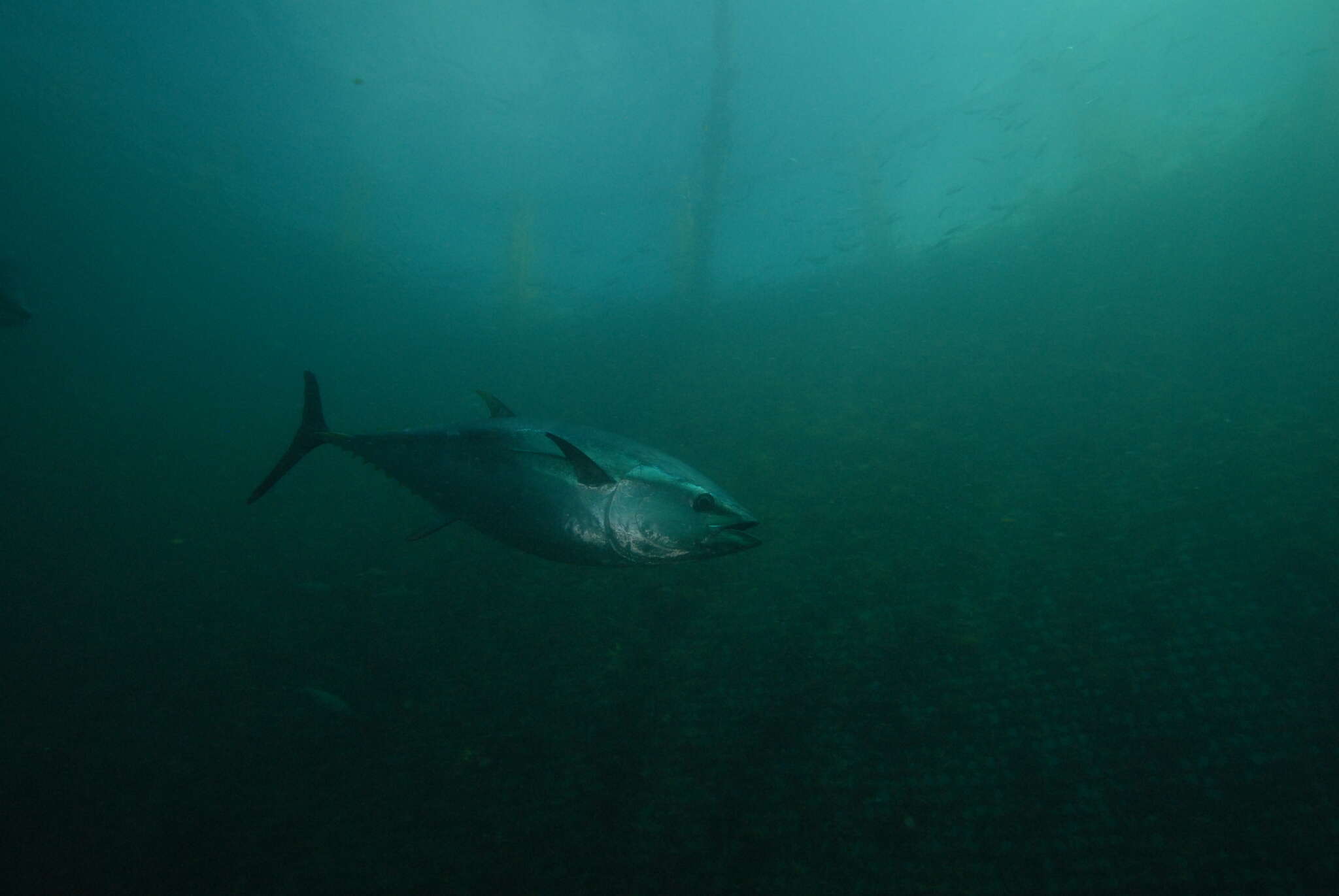 Image of Southern Bluefin Tuna