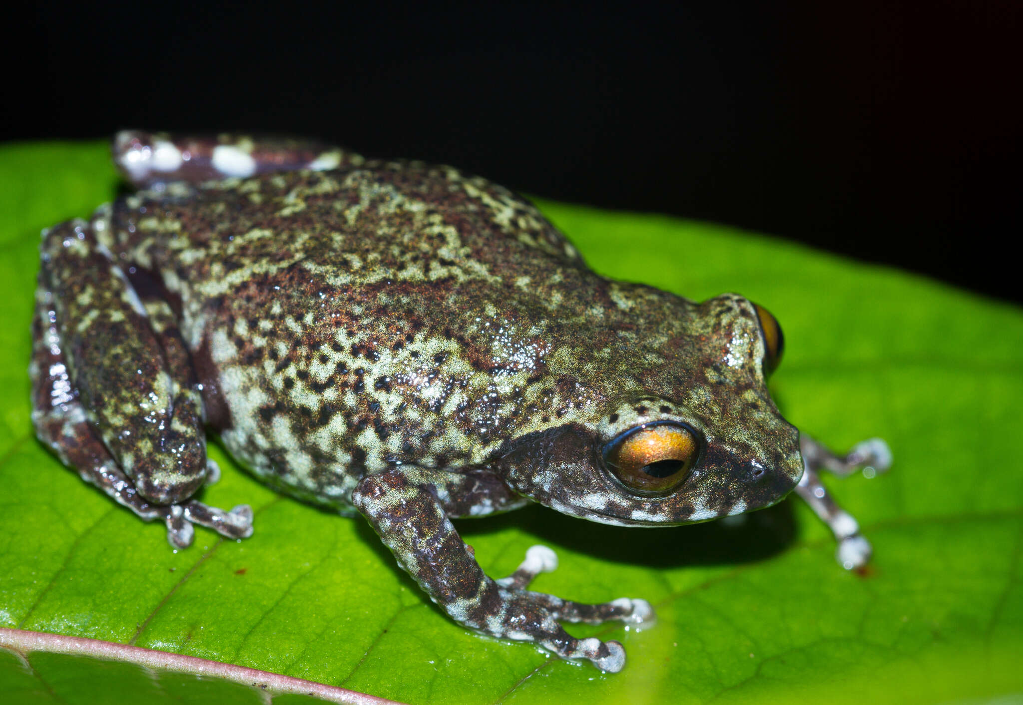 Image of Koadaikanal Bush Frog