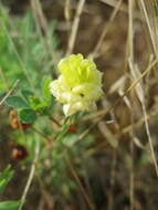 Image of field clover