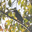 Image of Mountain Barbet