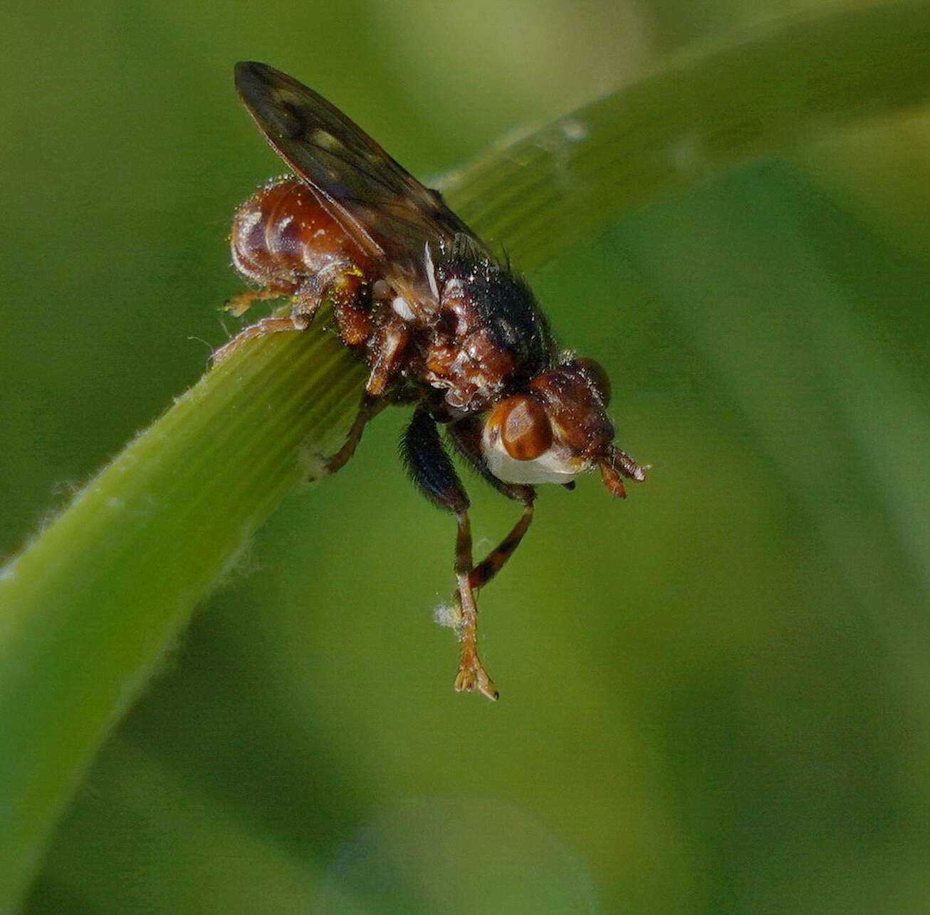 Image of Myopa dorsalis Fabricius 1794