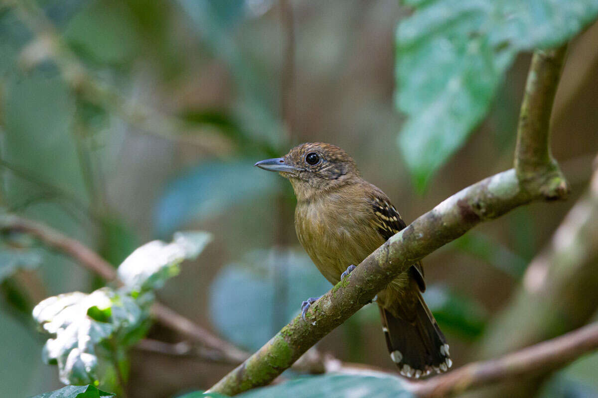 Image of Black-crowned Antshrike