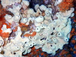 Image of yellow cave-sponge