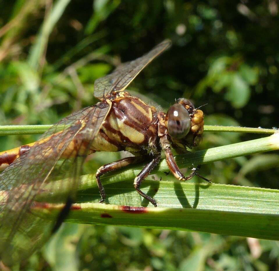 Imagem de Progomphus Selys 1854