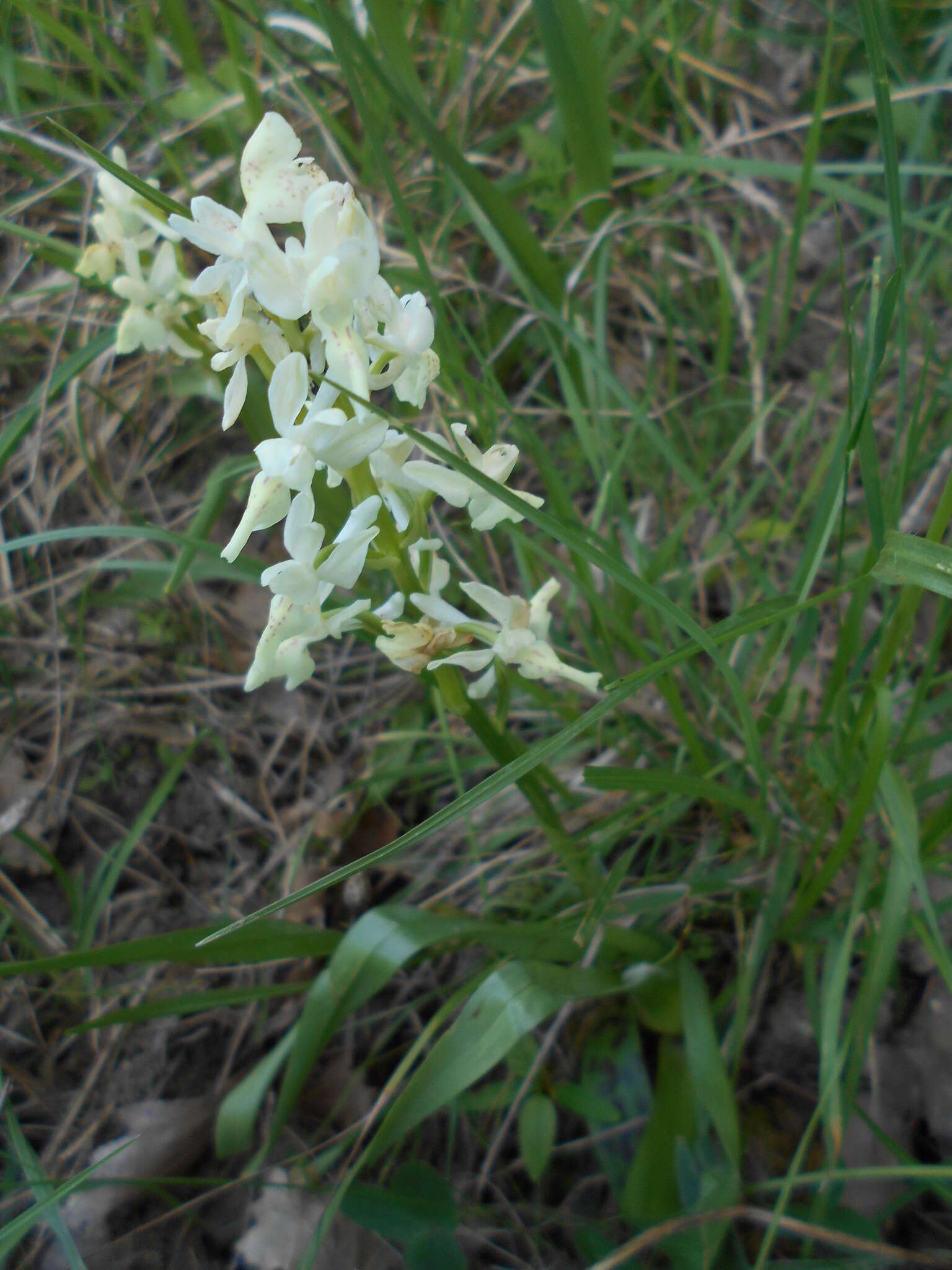 Слика од Orchis provincialis Balb. ex Lam. & DC.