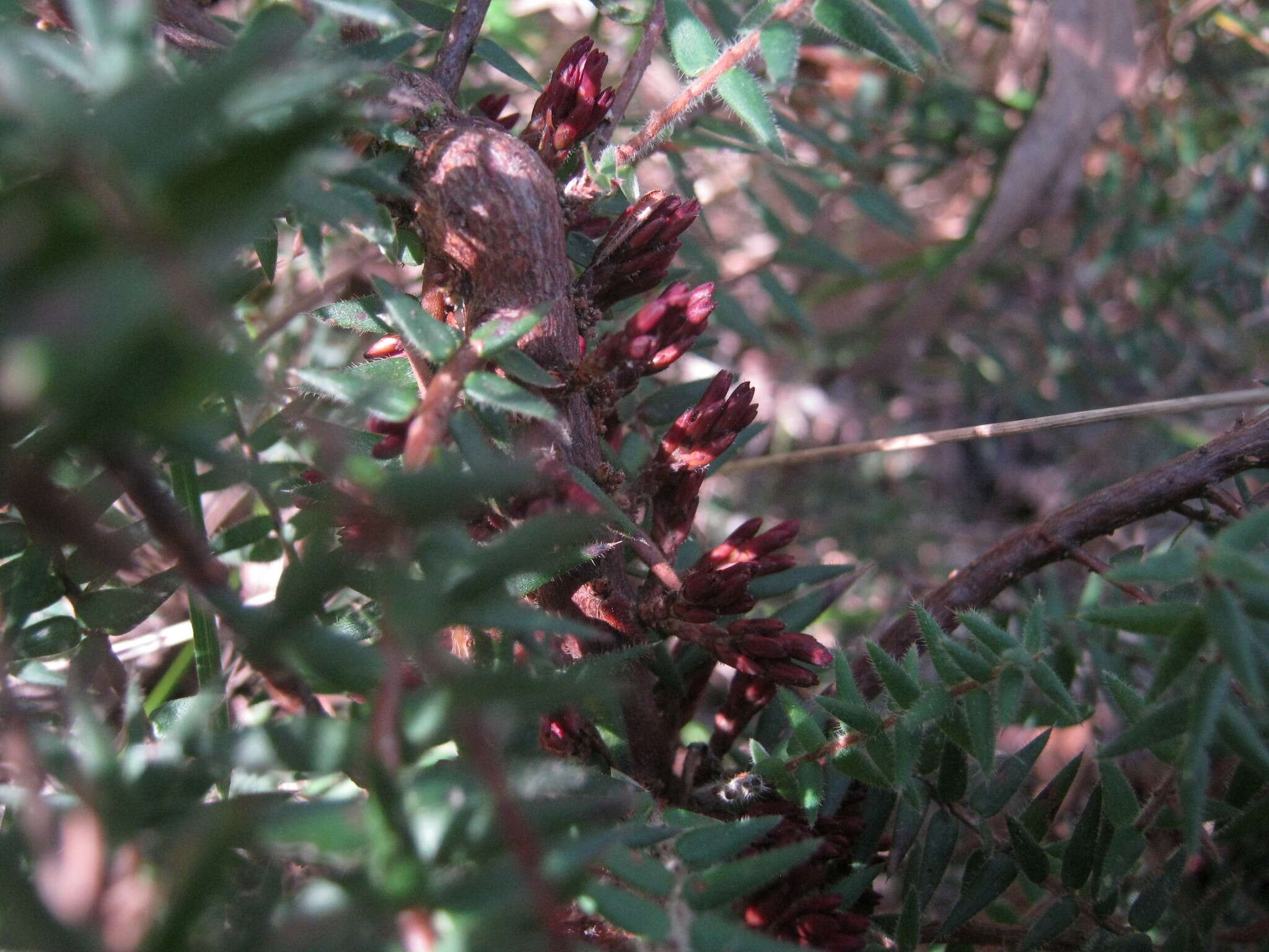 Sivun Acrotriche fasciculiflora (Regel) Benth. kuva