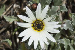 Image of African daisy