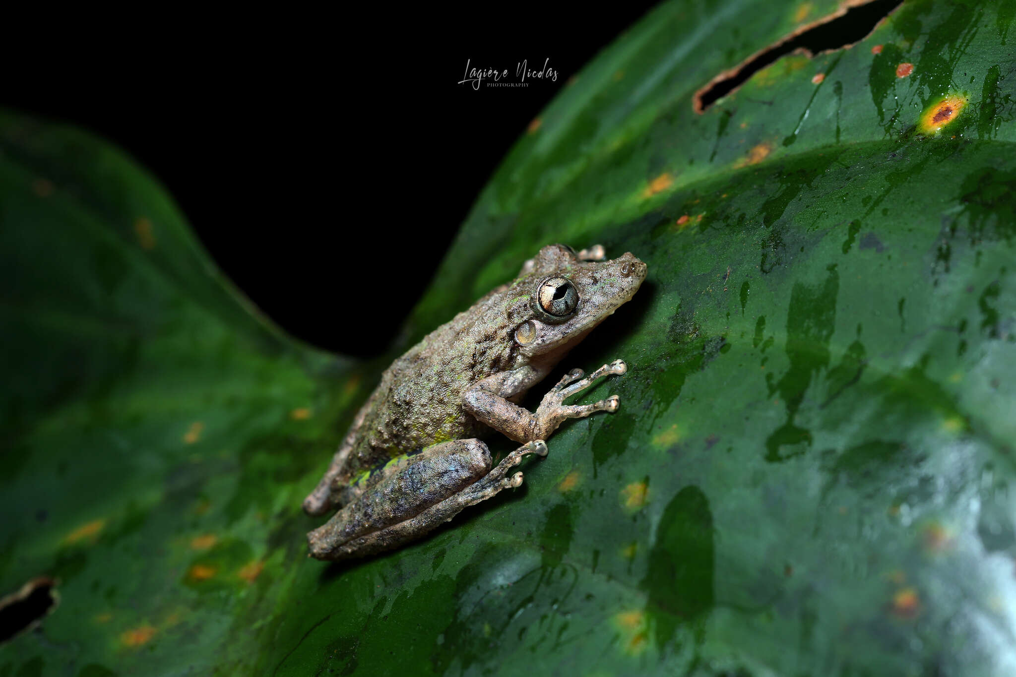 Image of Boulenger's Snouted Treefrog