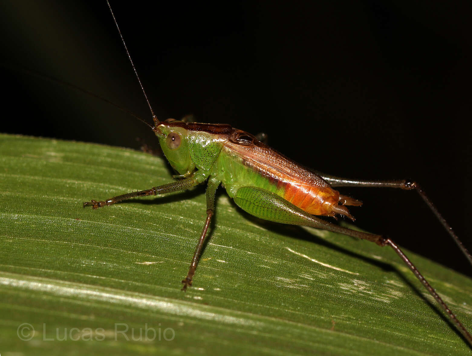 Слика од Conocephalus (Anisoptera) saltator (Saussure 1859)