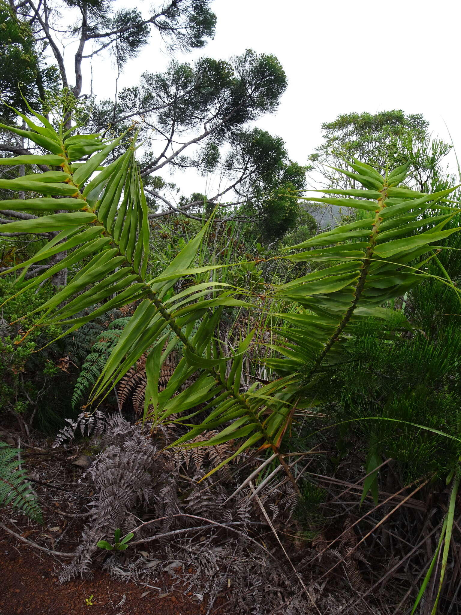 Imagem de Flagellaria neocaledonica Schltr.