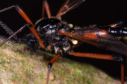 Image of Tanyptera