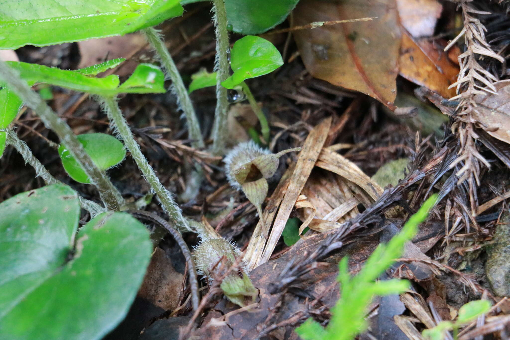 Imagem de Asarum caudigerum Hance