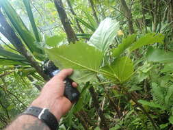 Image of burr daisytree