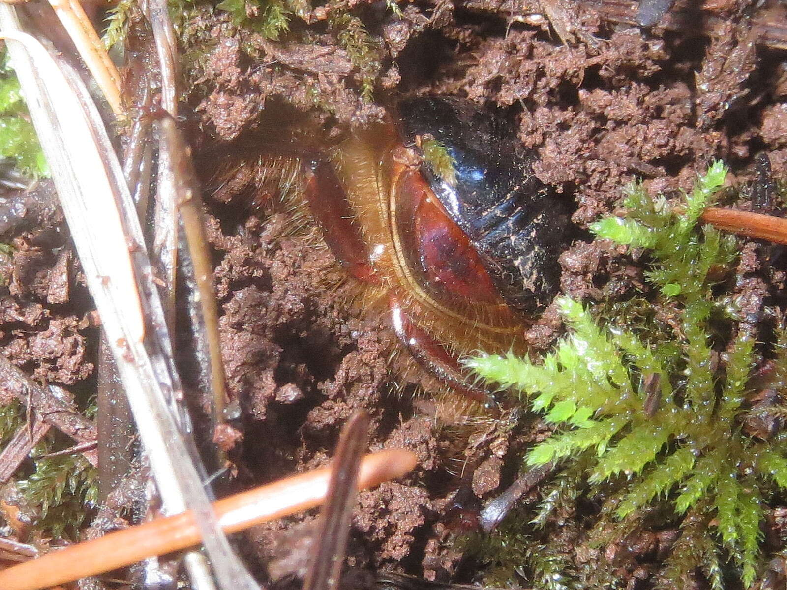 Image of Pleocoma dubitabilis Davis 1935