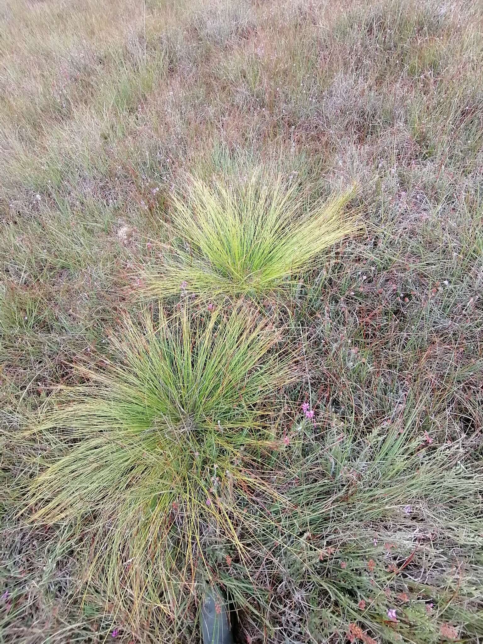 Trichophorum cespitosum subsp. germanicum (Palla) Hegi的圖片