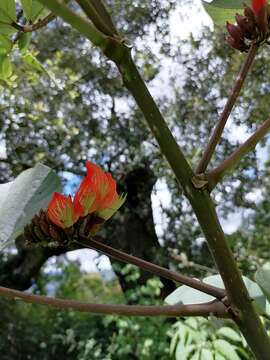 Image of Erythrina breviflora DC.