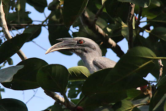 Image of Indian Grey Hornbill