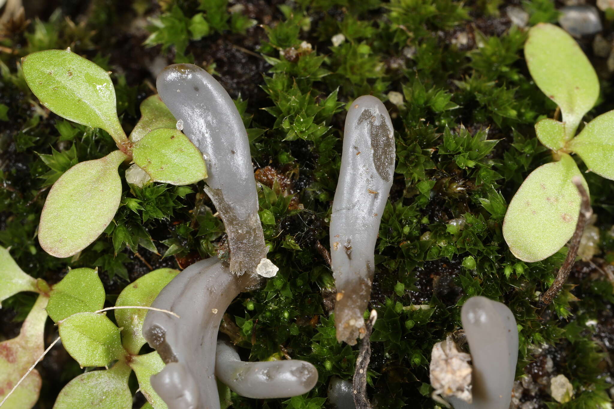 صورة Clavaria greletii Boud. 1917