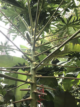 Image of papaya