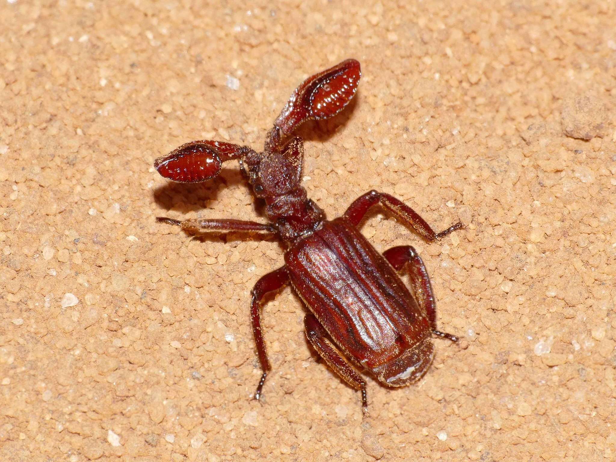 Image of Paussus (Enneapaussus) howa C. A. Dohrn 1881