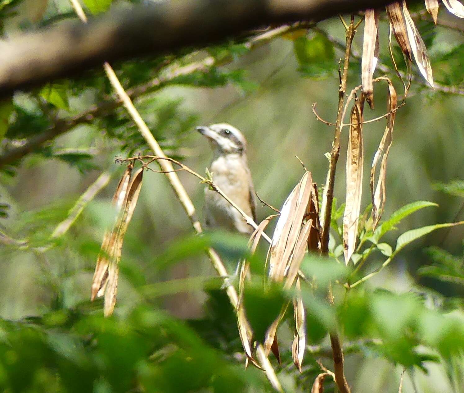 Tephrodornis Swainson 1832的圖片