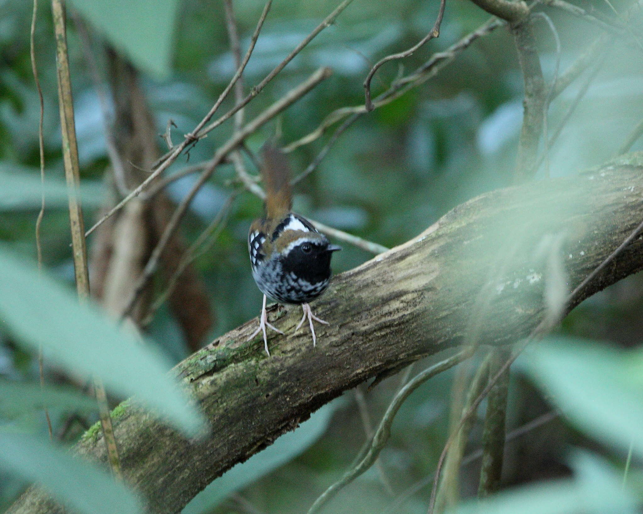 Image of Squamate Antbird