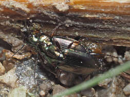 Image of Ground beetle