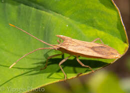 صورة Fracastorius cornutus Distant 1902