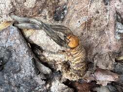 Image of Ophiocordyceps ravenelii (Berk. & M. A. Curtis) G. H. Sung, J. M. Sung, Hywel-Jones & Spatafora 2007