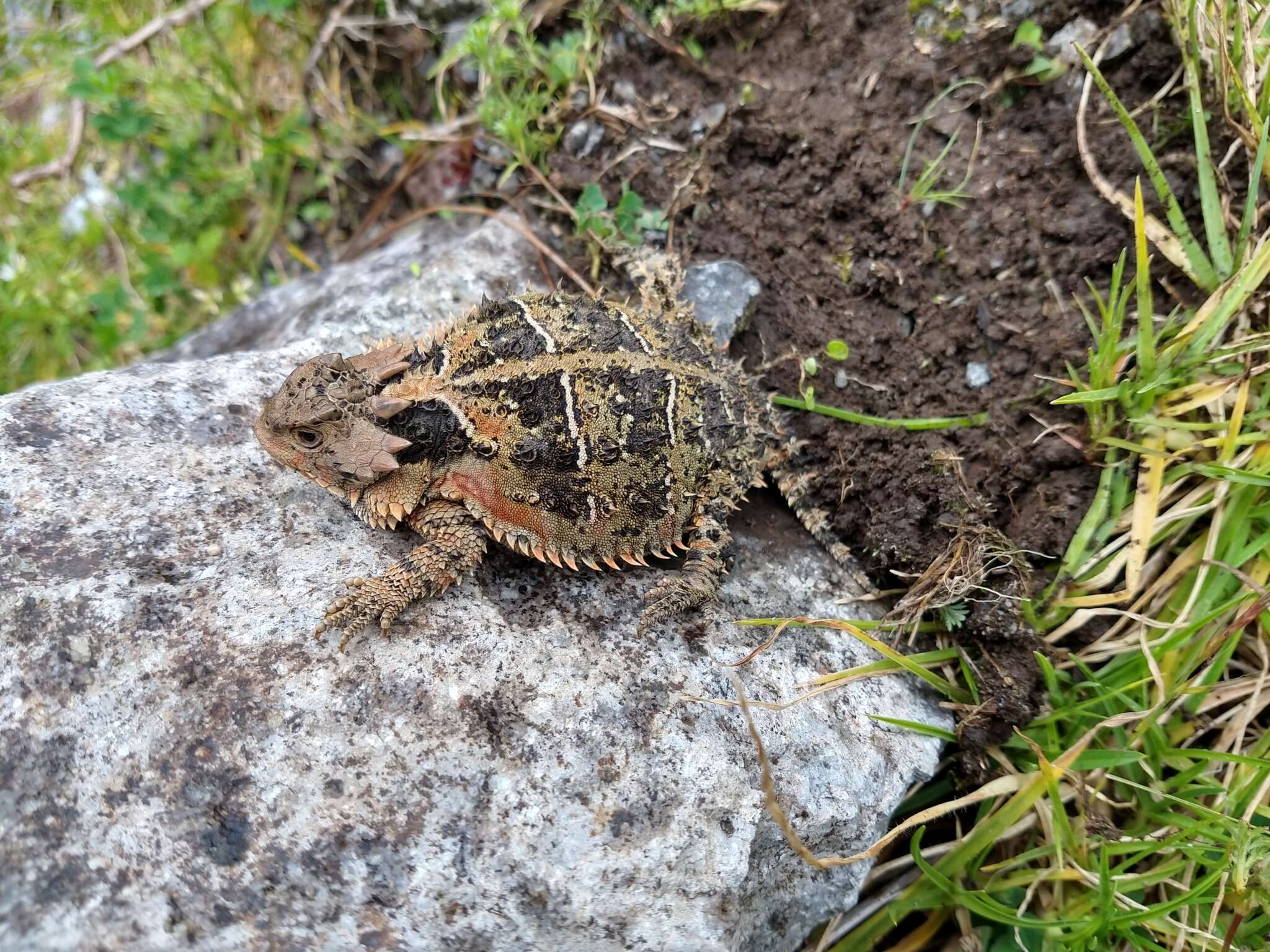 Image of Phrynosoma orbiculare orbiculare (Linnaeus 1758)