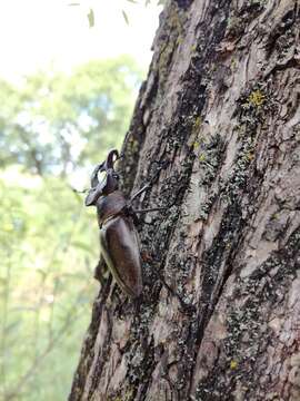 Plancia ëd Lucanus maculifemoratus Motschulsky 1861