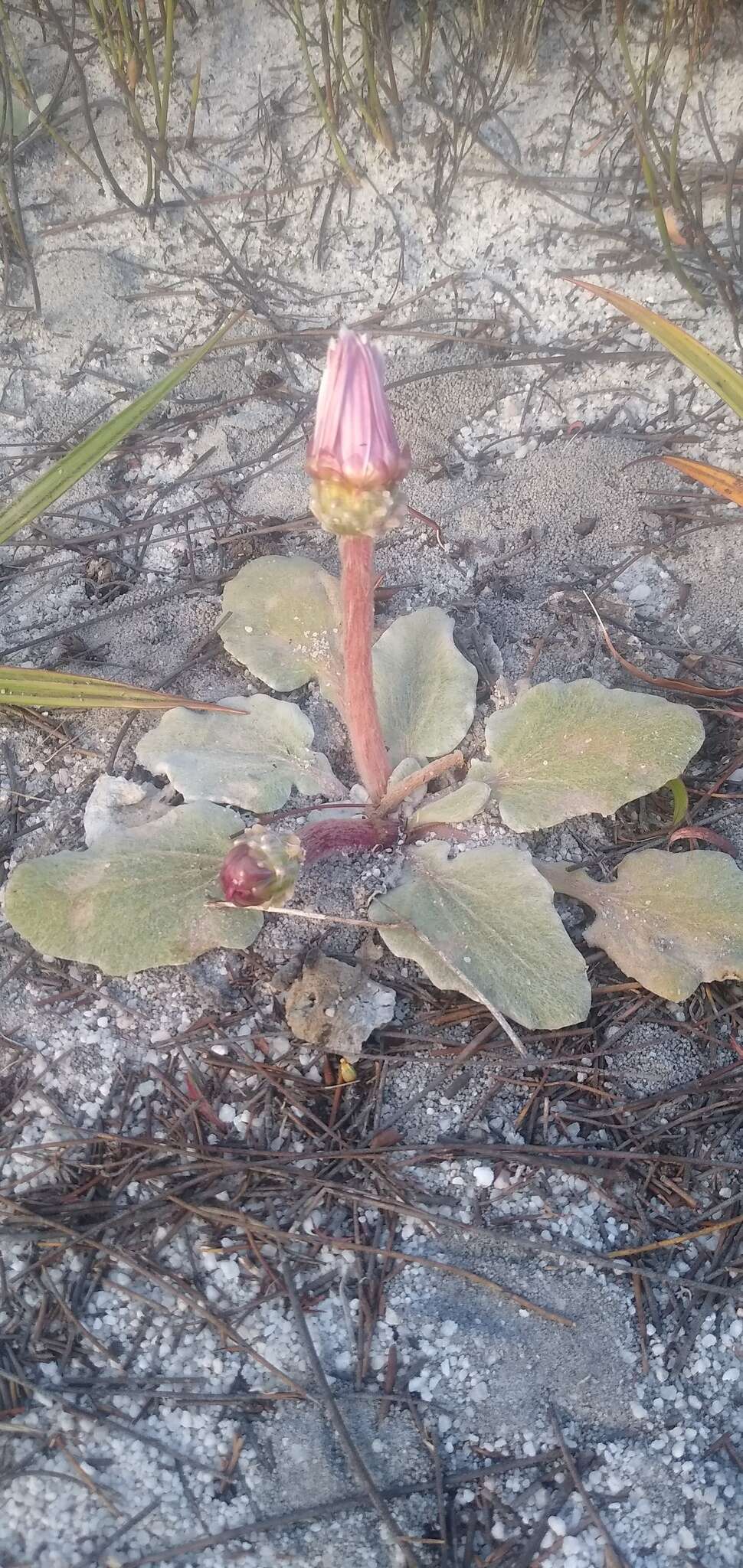 Image de Arctotis verbascifolia Harv.