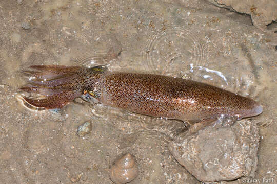 Image of Indian squid